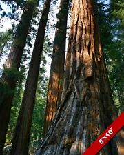 Giant sequoia redwood for sale  South Jordan