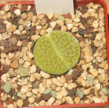 Lithops hookeri var gebraucht kaufen  Falkensee