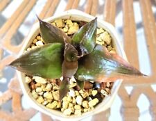 Cryptanthus rita padden for sale  Floral City