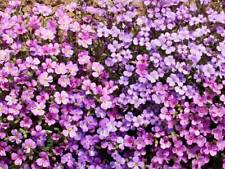 Purple rockcress wildflower for sale  Sanford
