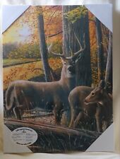 White tailed buck for sale  Mehoopany