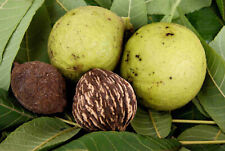 Black walnut juglans for sale  USA