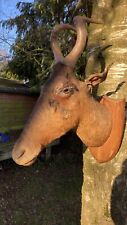 Taxidermy head african for sale  NORWICH