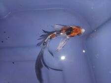 Butterfly koi fish for sale  Providence