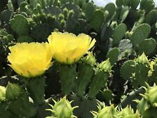 Eastern prickly pear for sale  Garland