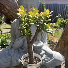 Baby jade plant for sale  Van Nuys