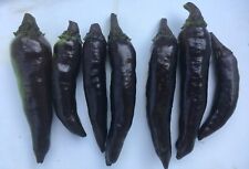 30 semillas de pimienta Murasaki púrpura, suave e inusual aspecto * orgánico * segunda mano  Embacar hacia Argentina
