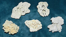 Pieces hawaiian coral for sale  Everson