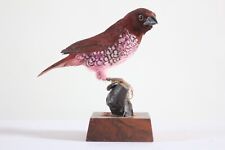 Taxidermy - Scaly-breasted Munia (Lonchura punctulata) with permit - not CITES, used for sale  Shipping to South Africa