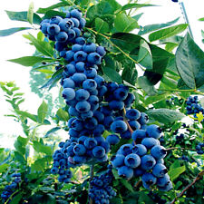 Blueberry tree seeds for sale  Lincolnton