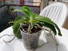 Phalaenopsis ibrido pianta usato  Spedire a Italy