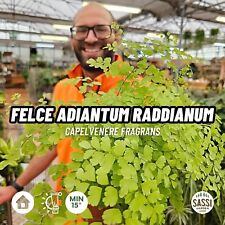 Adiantum raddianum fragrans usato  Reggio Emilia