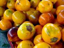 Solanum ferox terung usato  Napoli