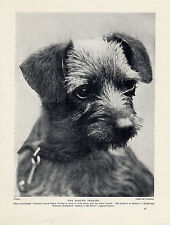 Border terrier named for sale  COLEFORD