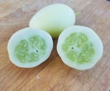 Cucumber dragons egg for sale  SALISBURY