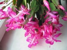 Crimson lilac schlumbergera for sale  Shipping to Ireland
