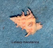 Used, Latiaxis macutanica for sale  Shipping to South Africa