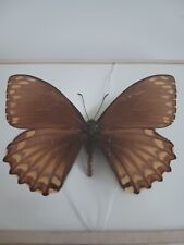 Papillon naturalise d'occasion  Crécy-la-Chapelle