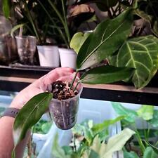 Anthurium plowmanii rooting for sale  WAKEFIELD