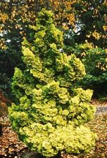 Chamaecyparis obtusa nana for sale  Silverton