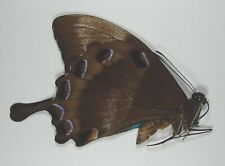 Papilio ulysses autolycus for sale  Carlsbad