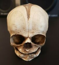 Replica cranio fetale usato  Ferrara