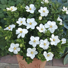 Gardenia jasminoides kleim for sale  UK