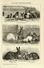 Kaninchen angora silberkaninch gebraucht kaufen  GÖ-Weende,-Roringen