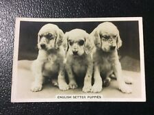 English setter puppies. for sale  DOVER
