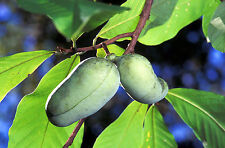 Paw paw fruit for sale  Massillon