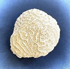 White brain coral for sale  USA
