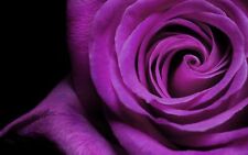 Semi rosa viola usato  Sava