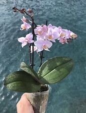 Orchid phalaenopsis phal for sale  Columbia