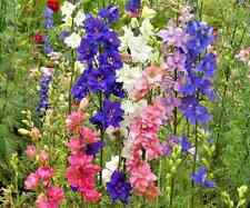 Rocket larkspur delphinium for sale  READING