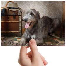 Irish wolfhound dog for sale  SELBY