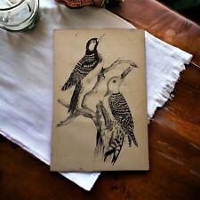 Northern flicker engraving. for sale  Camillus
