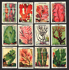 Juego de tarjetas francesas 1950 plantas marinas océano mar, usado segunda mano  Embacar hacia Argentina