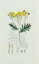 Antique botanical print for sale  SHREWSBURY