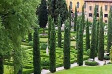 200 italian cypress for sale  CAMBORNE