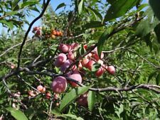 Wild plum tree for sale  Center