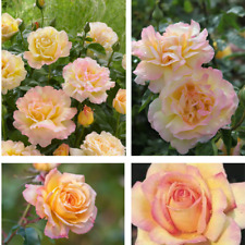 Rose bush peace for sale  BRIXHAM