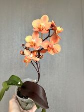 Orchid vandaenopsis irene for sale  Columbia