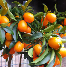 Fresh seeds kumquat for sale  Shipping to Ireland