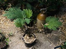 Gunnera Manicata - Good Size Specimen-  Fully Rooted for sale  ENFIELD