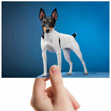 Giocattolo FOX TERRIER DOG PUPPY SMALL fotografia 6" x 4" foto stampa artistica regalo #2222 usato  Spedire a Italy