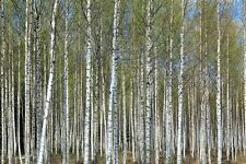 Paper birch betula for sale  MOELFRE