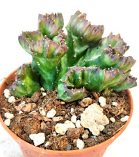 Euphorbia lactea cristata usato  Villalba