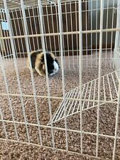 Foldable guinea pig for sale  Saint Francis