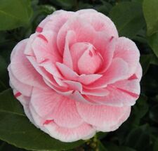 Camellia jap. bonomiana for sale  IPSWICH