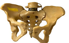 Human pelvis skeleton for sale  Shipping to Ireland